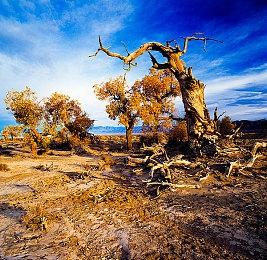 EA现已将Codemasters Cheshire和Criterion合并